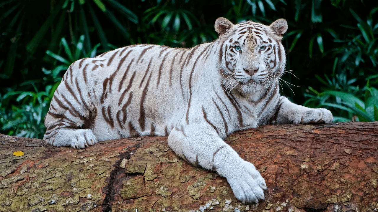 WildLife In India
